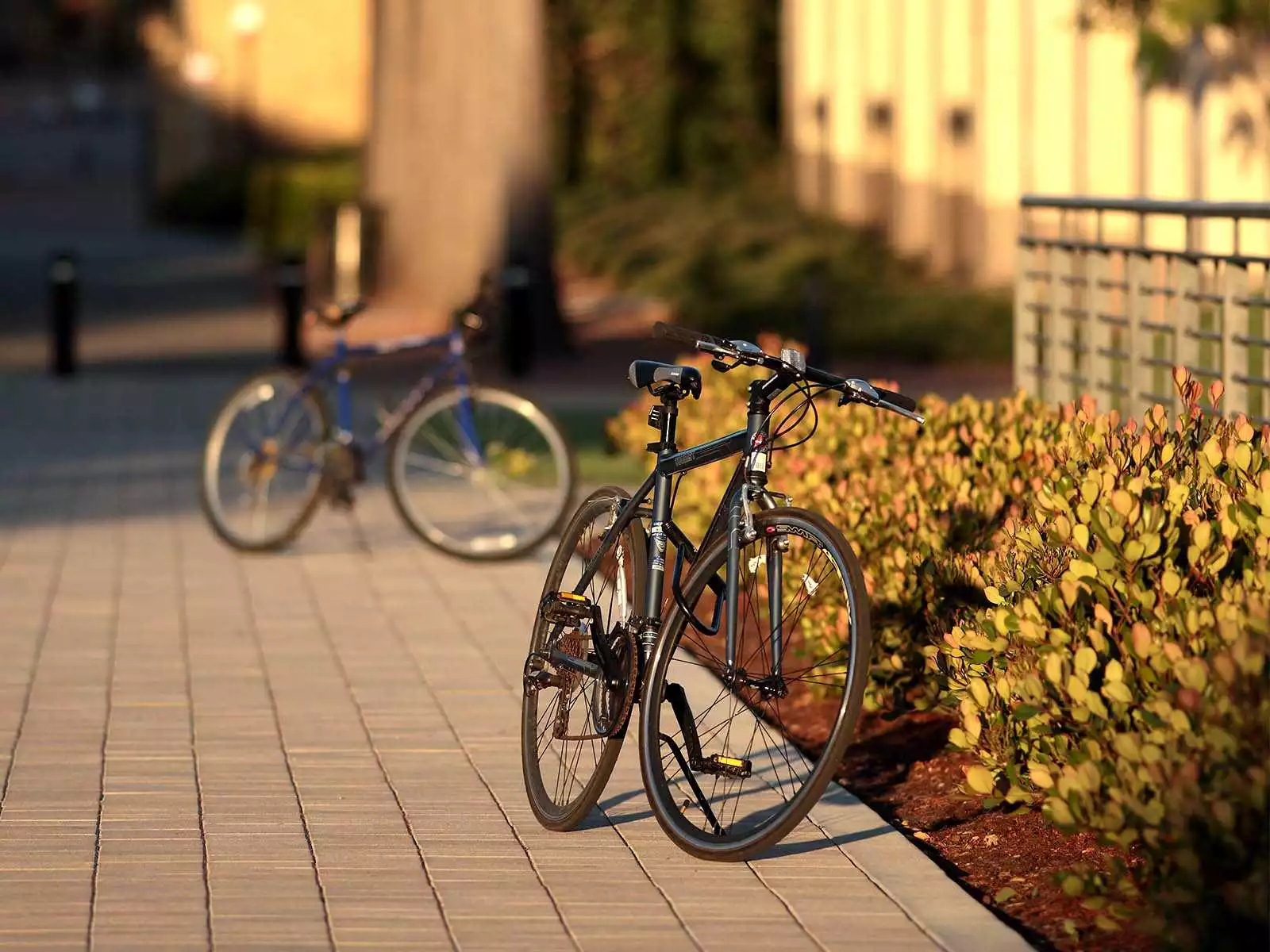 Specialized Foundation Ride for Focus Summit at Stanford University (Palo Alto)